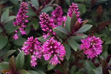Hebe Pretty n Pink flower April.jpg